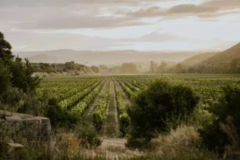 Mejores añadas de vinos españoles