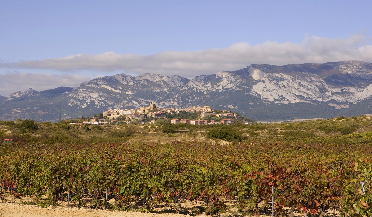 Viñas viejas Solar de Samaniego