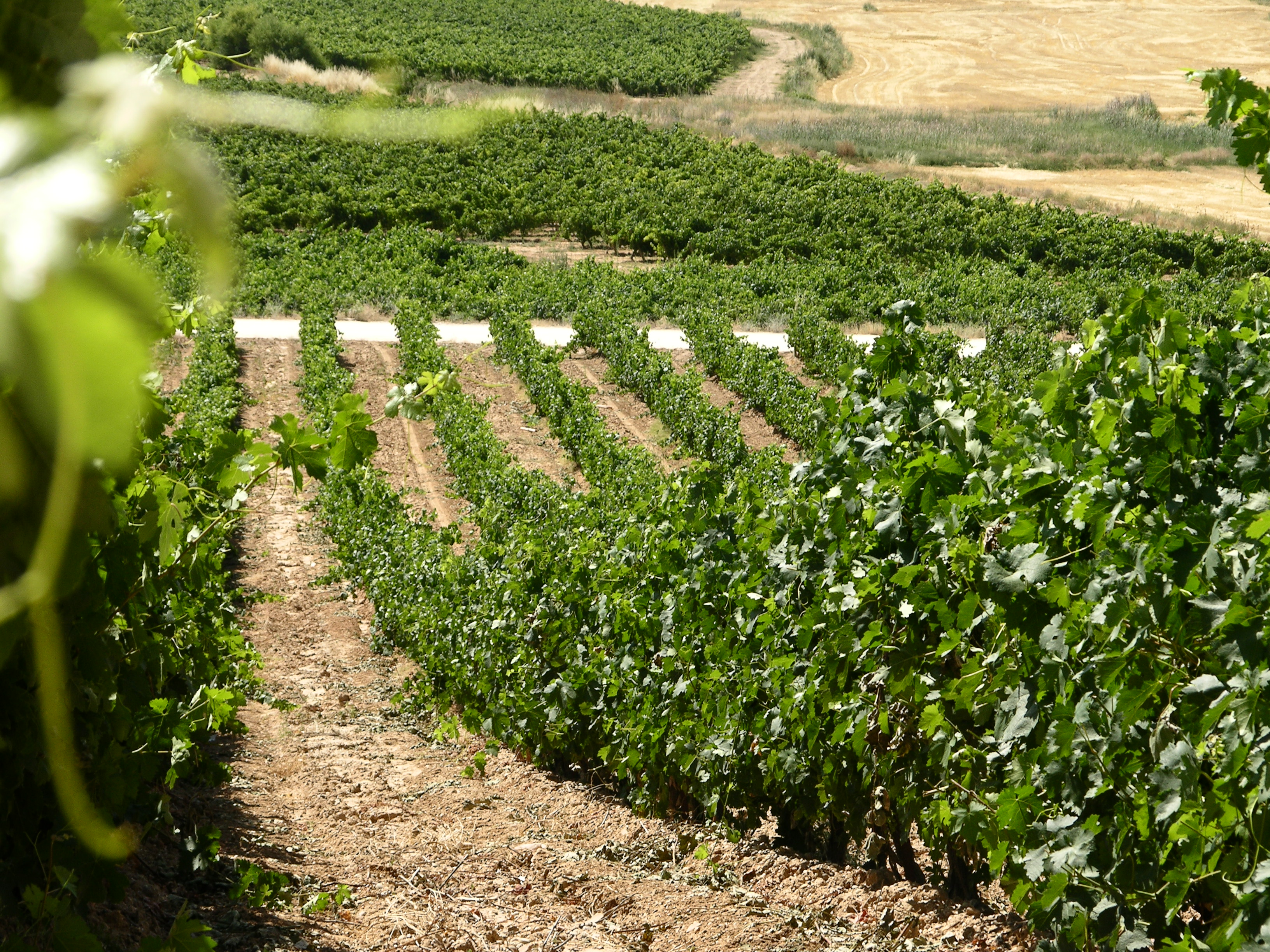 Viñedo Ribera del Duero
