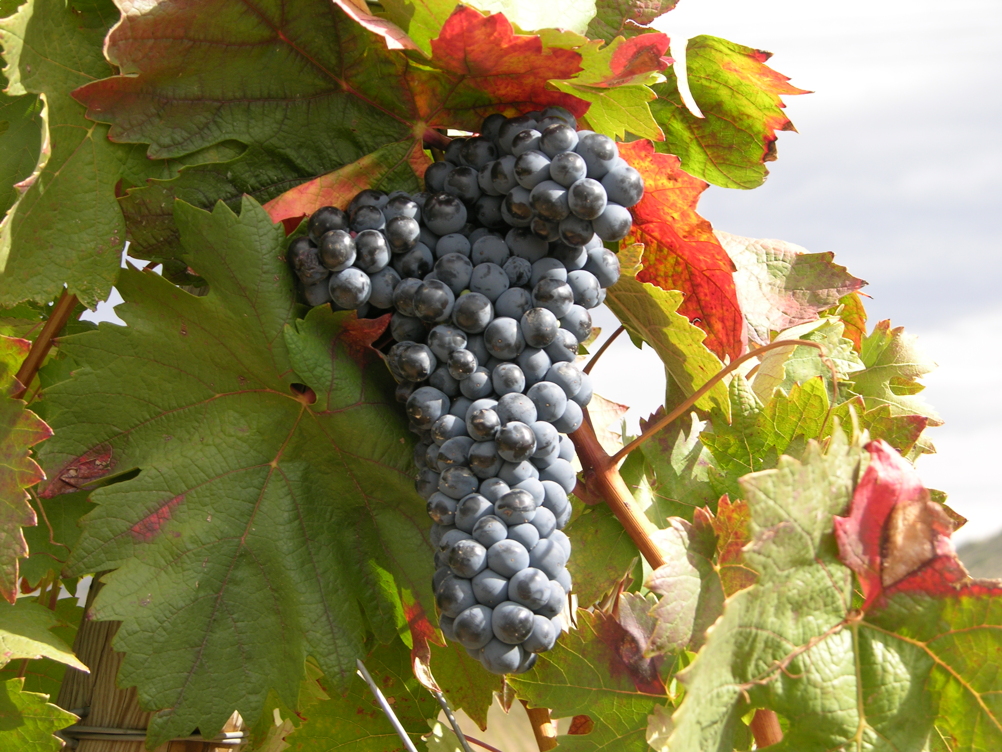 Diferencias entre Rioja y Ribera del Duero