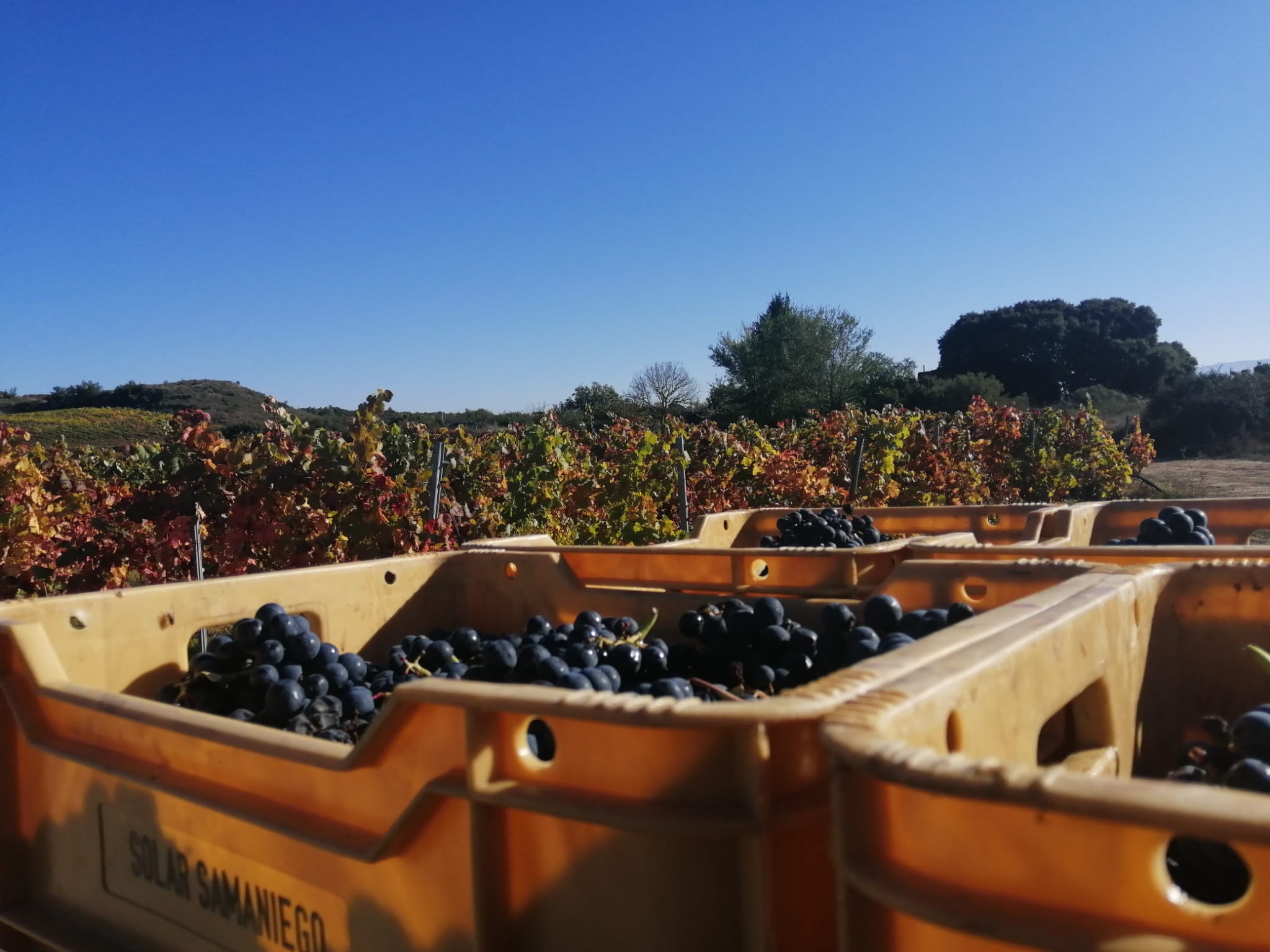 Vendimia en Bodegas Solar de Samaniego