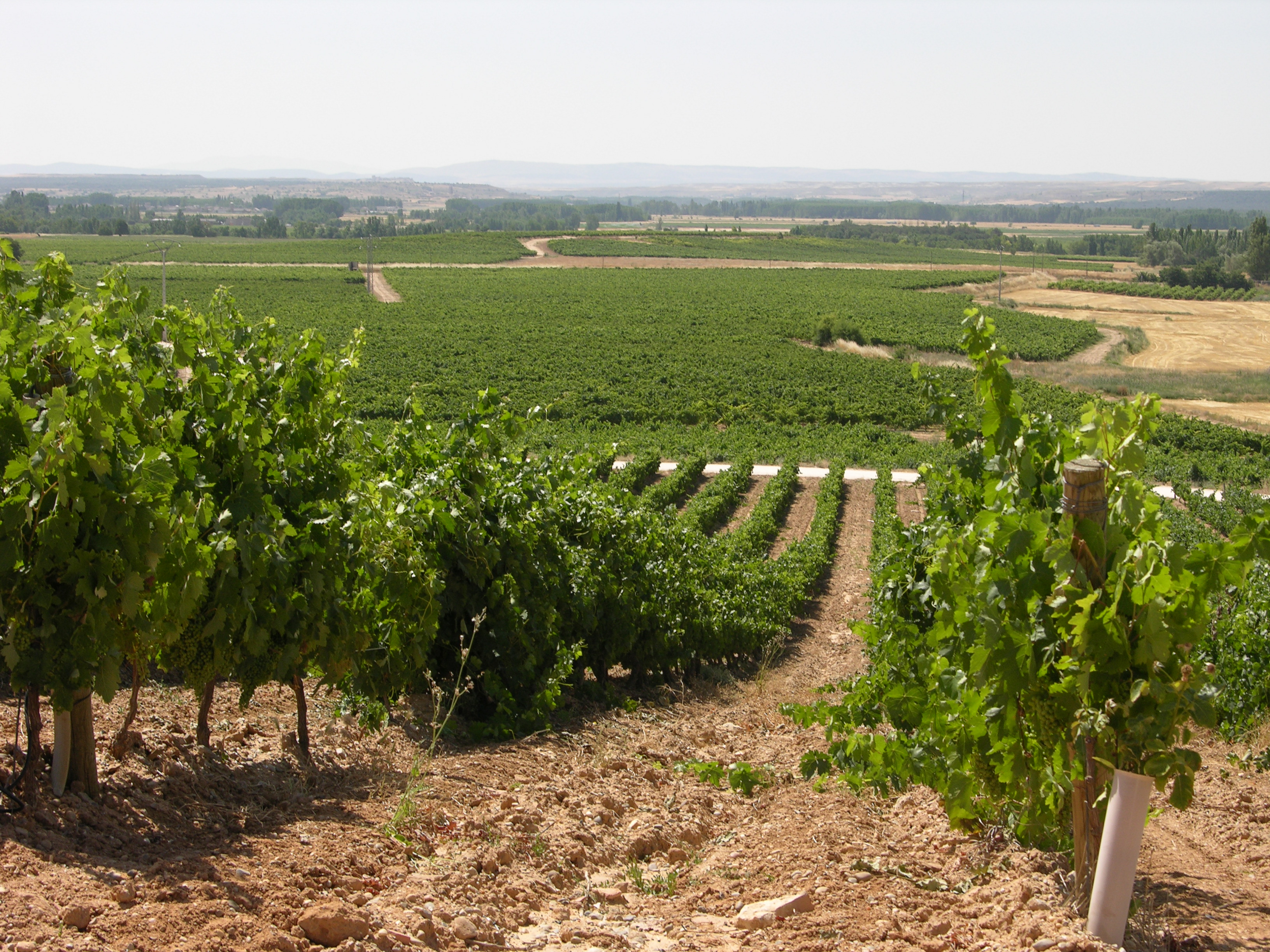 Viñedo en Ribera del Duero