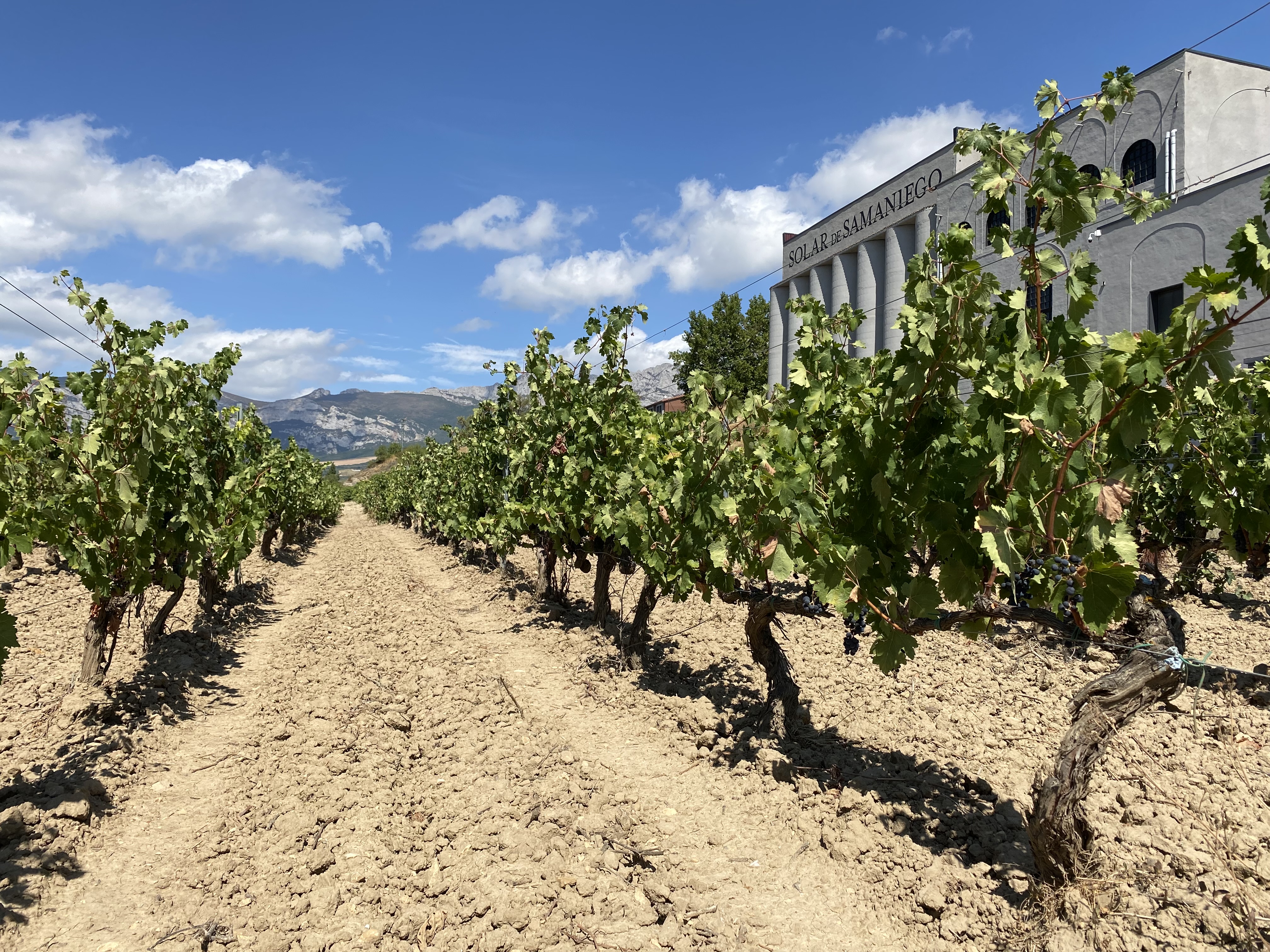 Viñedos Solar de Samaniego