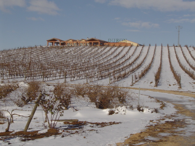 Viñedo Ribera del Duero nevado