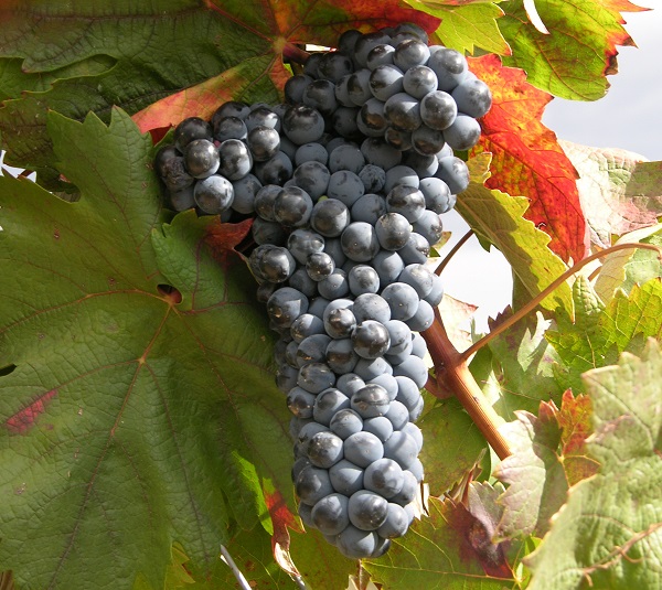 Racimo de uva tempranillo