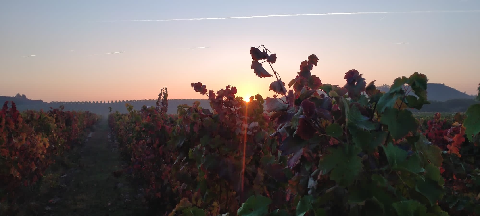 Amanecer en viñedo Bodegas Durón
