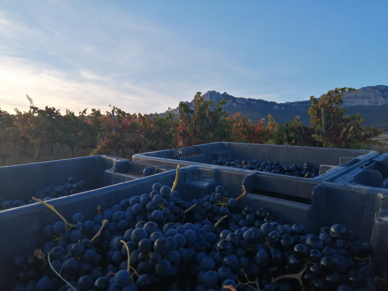 Vendimia Solar de Samaniego