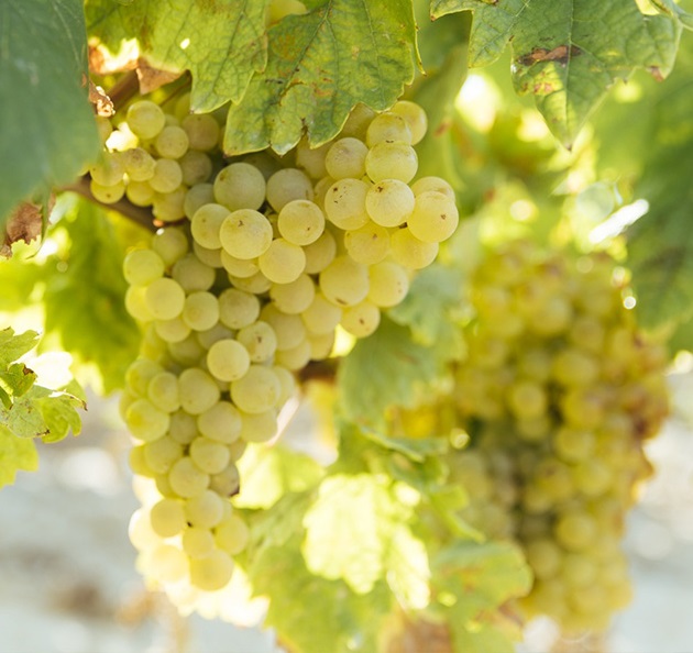 Tempranillo Blanco
