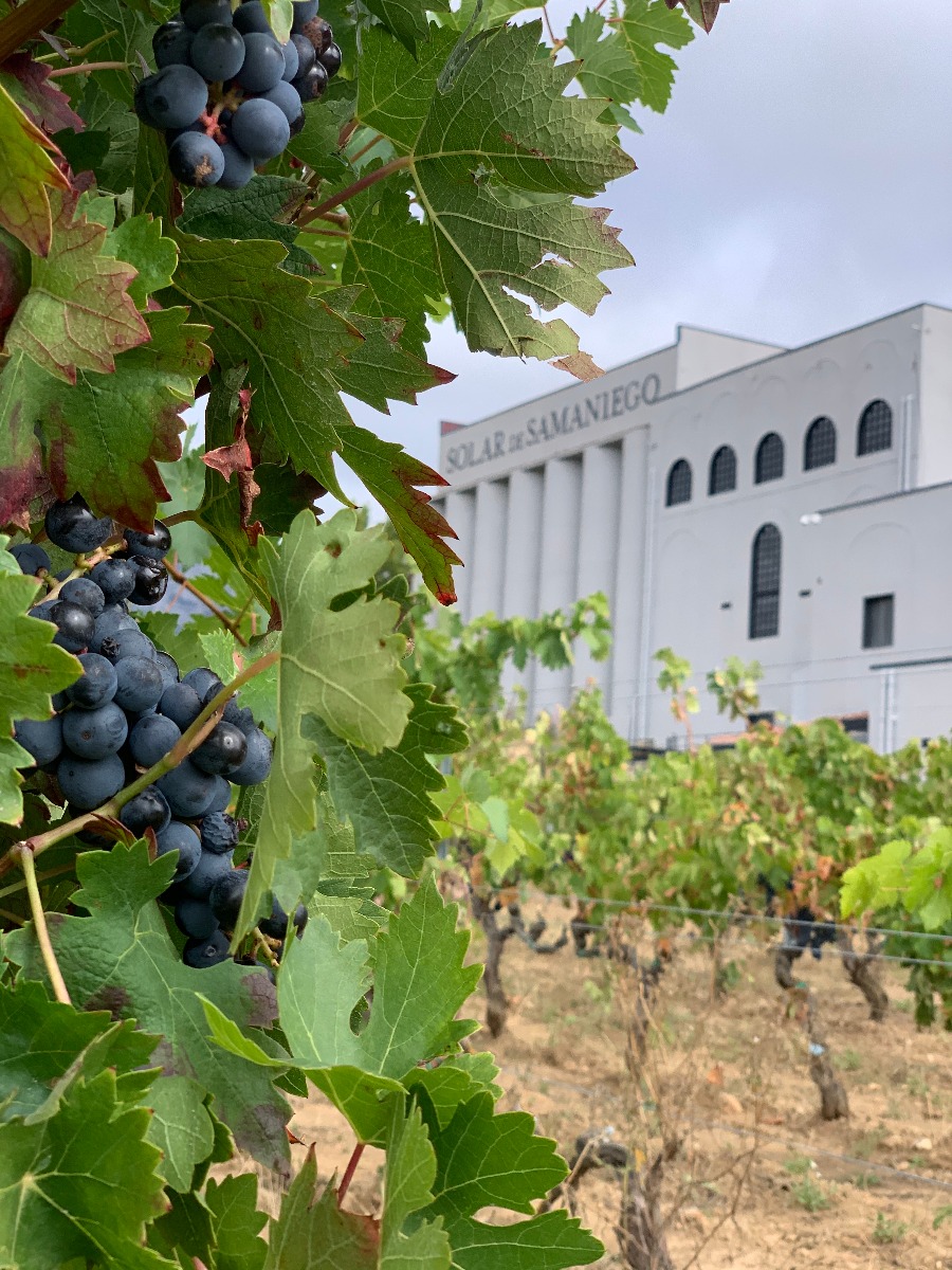 Tempranillo