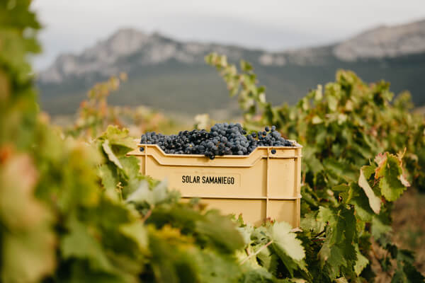 taninos del vino taninos del vino